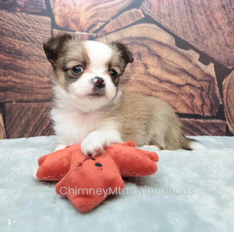 AKC PIERRE – Chihuahua puppy for sale in Muskogee, OK