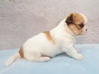 AKC ZUMA, a male Chihuahua for sale in Muskogee, OK – 4 of 10