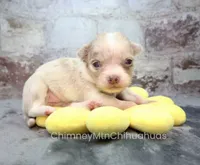 AKC BRAMBLE, a female Chihuahua for sale in Muskogee, OK – 5 of 10