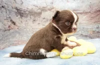 AKC HUCK, a male Chihuahua for sale in Muskogee, OK – 6 of 10