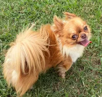Unborn Litter- AKC, a  Chihuahua for sale in Muskogee, OK – 7 of 8