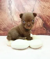 AKC AGNES, a female Chihuahua for sale in Muskogee, OK – 6 of 10