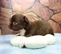 AKC CHARLOTTE, a female Chihuahua for sale in Muskogee, OK – 6 of 10