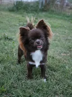 Unborn Litter- AKC, a  Chihuahua for sale in Muskogee, OK – 7 of 7
