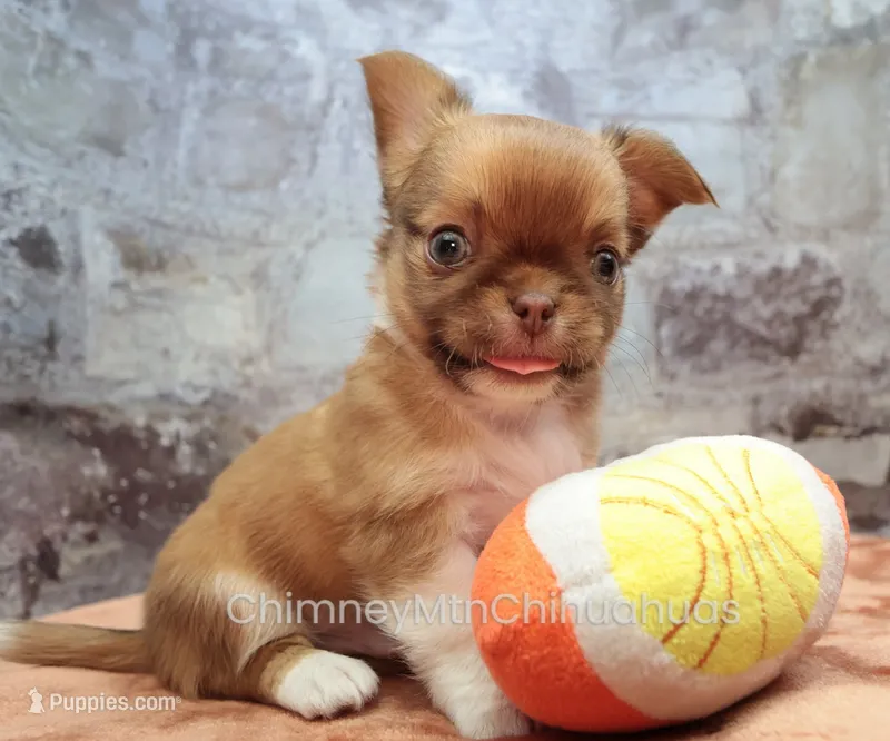 AKC PIP – Chihuahua puppy for sale in Muskogee, OK