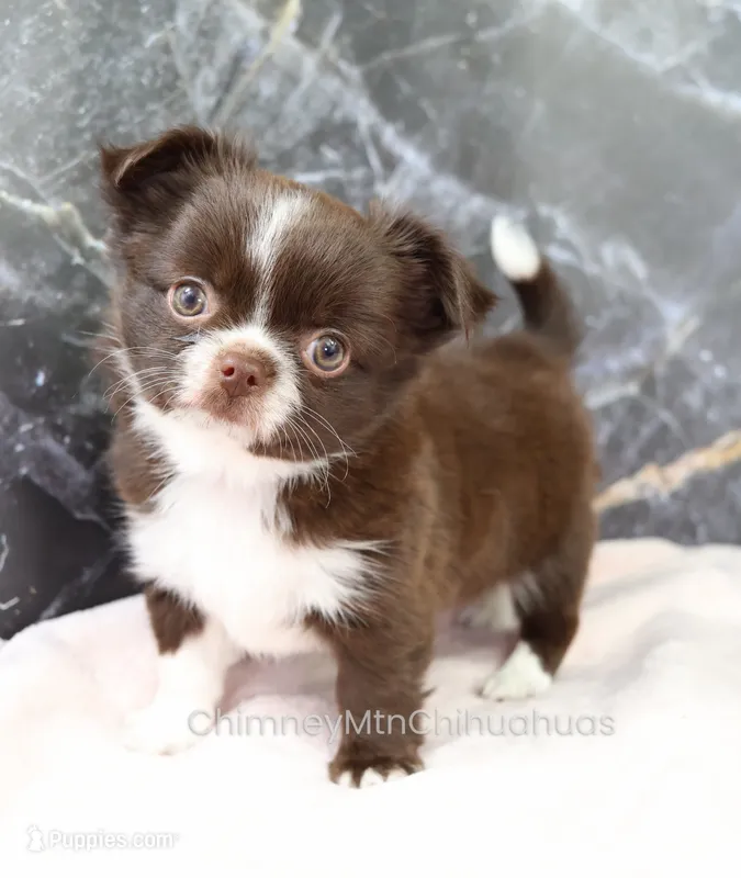 Unborn Litter- AKC – Chihuahua puppy for sale in Muskogee, OK