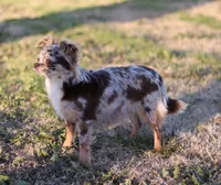 AKC BRAMBLE, a female Chihuahua for sale in Muskogee, OK – 10 of 10