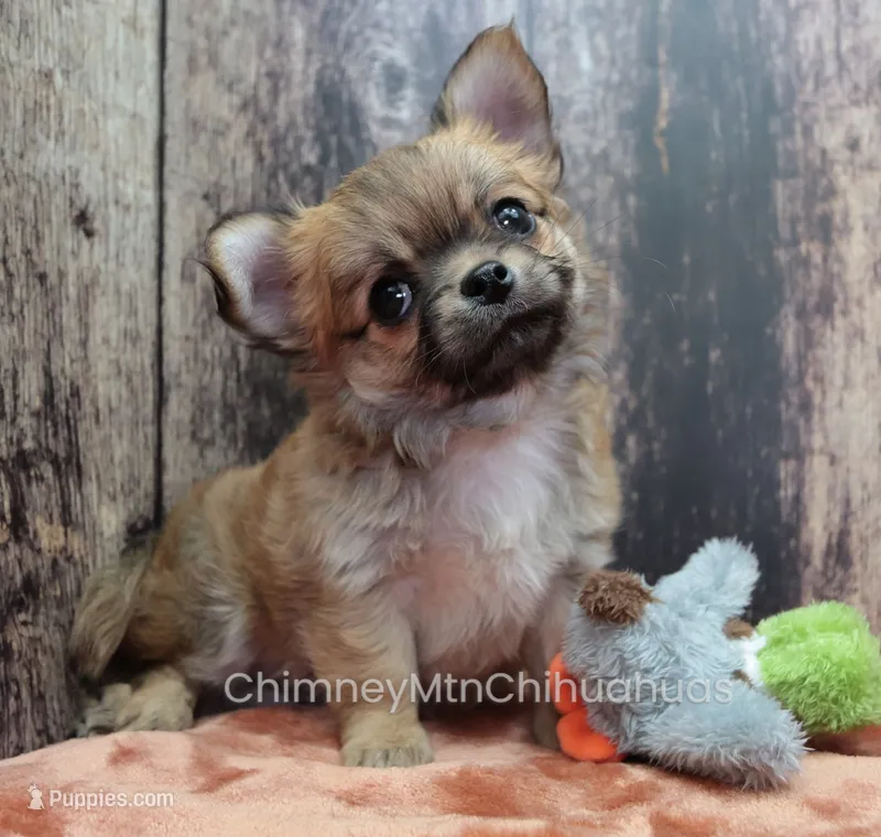 AKC VERITY – Chihuahua puppy for sale in Muskogee, OK