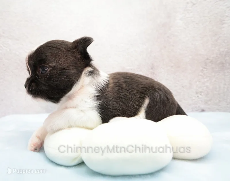 AKC ZAZU – Chihuahua puppy for sale in Muskogee, OK