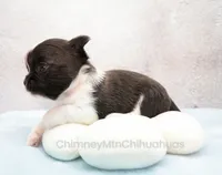AKC ZAZU, a male Chihuahua for sale in Muskogee, OK – 1 of 10