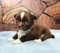 AKC CHARLOTTE, a female Chihuahua for sale in Muskogee, OK – 4 of 10