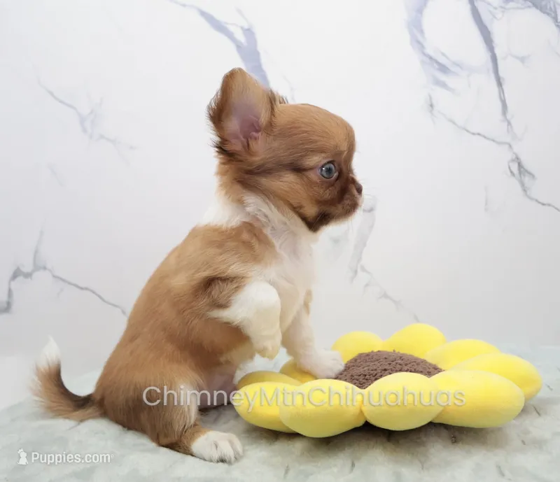 AKC PIP – Chihuahua puppy for sale in Muskogee, OK
