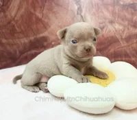 AKC EDITH, a female Chihuahua for sale in Muskogee, OK – 8 of 10