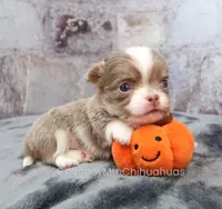 AKC FROST, a male Chihuahua for sale in Muskogee, OK – 7 of 10