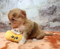 AKC IDA, a female Chihuahua for sale in Muskogee, OK – 8 of 10