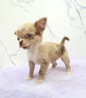AKC IRENE, a female Chihuahua for sale in Muskogee, OK – 6 of 10