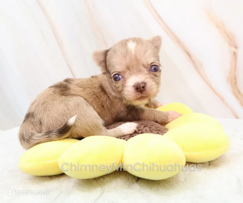 AKC IRENE – Chihuahua puppy for sale in Muskogee, OK