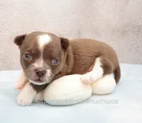 AKC QUINCY, a male Chihuahua for sale in Muskogee, OK – 5 of 10