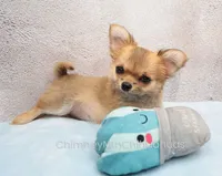 AKC VERITY, a female Chihuahua for sale in Muskogee, OK – 6 of 10