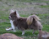 AKC PIP, a male Chihuahua for sale in Muskogee, OK – 9 of 10