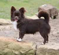 AKC CHARLOTTE, a female Chihuahua for sale in Muskogee, OK – 10 of 10