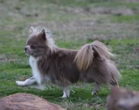 AKC FREIDA, a female Chihuahua for sale in Muskogee, OK – 9 of 10