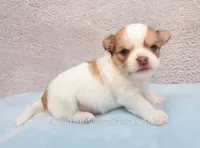 AKC ZUMA, a male Chihuahua for sale in Muskogee, OK – 2 of 10