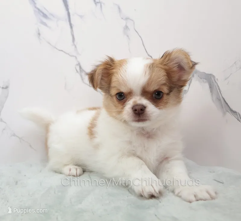 Unborn Litter- AKC – Chihuahua puppy for sale in Muskogee, OK