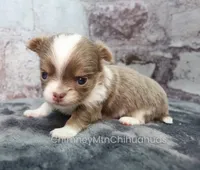 AKC FROST, a male Chihuahua for sale in Muskogee, OK – 2 of 10
