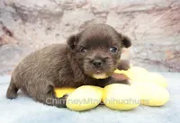 AKC ELWOOD, a male Chihuahua for sale in Muskogee, OK – 2 of 10