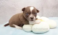 AKC QUINCY, a male Chihuahua for sale in Muskogee, OK – 7 of 10