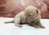 AKC EDITH, a female Chihuahua for sale in Muskogee, OK – 6 of 10