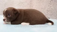 AKC QUINNA, a female Chihuahua for sale in Muskogee, OK – 6 of 10