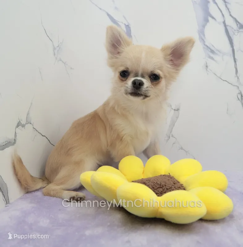 AKC FREIDA – Chihuahua puppy for sale in Muskogee, OK