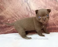 AKC AGNES, a female Chihuahua for sale in Muskogee, OK – 7 of 10
