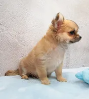 AKC VERITY, a female Chihuahua for sale in Muskogee, OK – 8 of 10