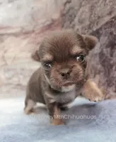 AKC JAKE, a male Chihuahua for sale in Muskogee, OK – 6 of 10