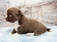 AKC HUCK, a male Chihuahua for sale in Muskogee, OK – 2 of 10