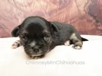 AKC VENETIA, a female Chihuahua for sale in Muskogee, OK – Photo 4 of 10