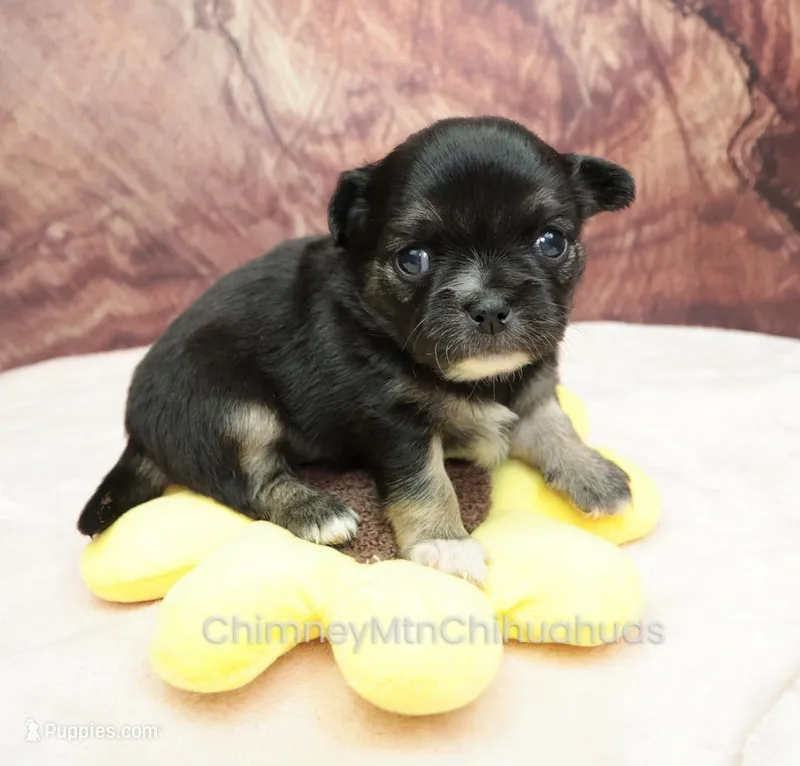 AKC VENETIA – Chihuahua puppy for sale in Muskogee, OK