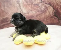 AKC VENETIA, a female Chihuahua for sale in Muskogee, OK – Photo 8 of 10