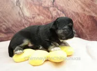 AKC VENETIA, a female Chihuahua for sale in Muskogee, OK – Photo 5 of 10