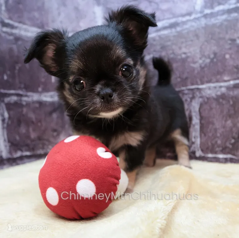 AKC VENETIA – Chihuahua puppy for sale in Muskogee, OK