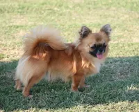 AKC VENETIA, a female Chihuahua for sale in Muskogee, OK – Photo 9 of 10