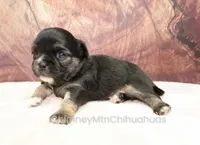 AKC VENETIA, a female Chihuahua for sale in Muskogee, OK – Photo 3 of 10