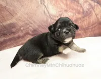 AKC VENETIA, a female Chihuahua for sale in Muskogee, OK – Photo 6 of 10