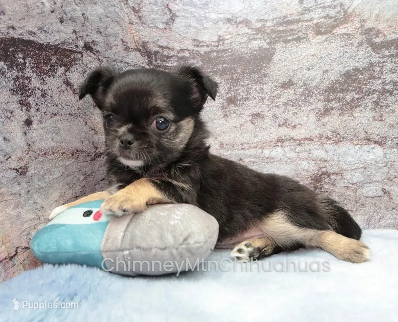 AKC VENETIA – Chihuahua puppy for sale in Muskogee, OK