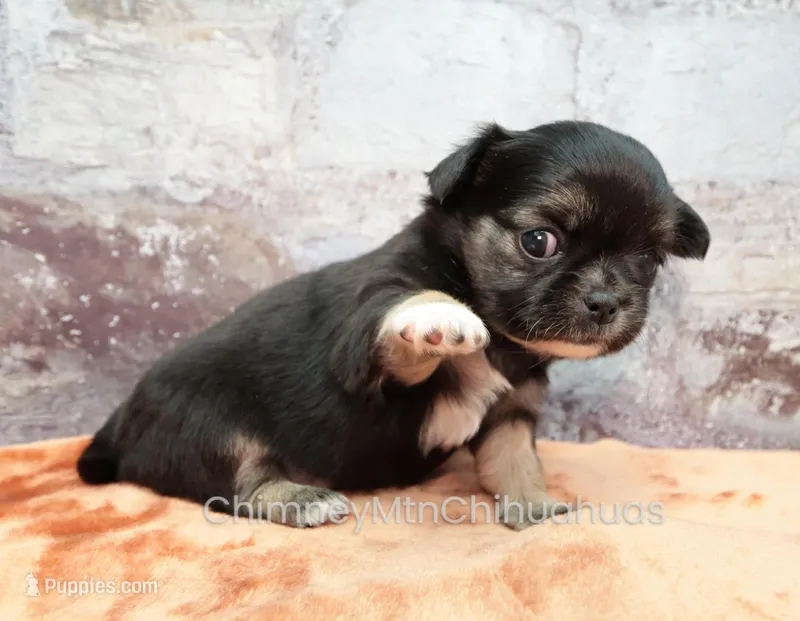 AKC VENETIA – Chihuahua puppy for sale in Muskogee, OK