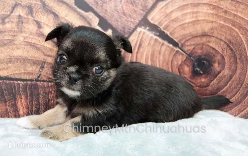 AKC VENETIA – Chihuahua puppy for sale in Muskogee, OK