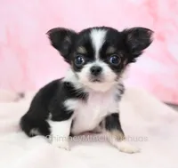 Unborn Litter- AKC, a  Chihuahua for sale in Muskogee, OK – 2 of 7